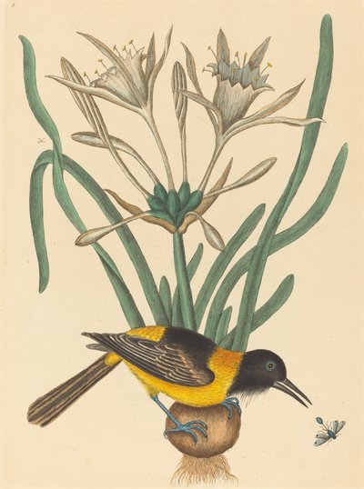The Yellow and Black Pye by Mark Catesby