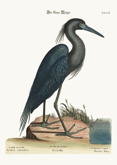 The blue Heron by Mark Catesby