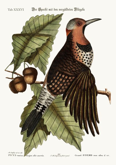 The gold-winged Woodpecker by Mark Catesby