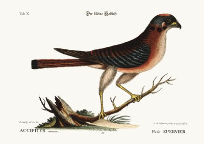 The little Hawk, 1749-73 by Mark Catesby