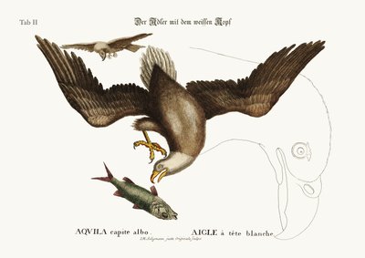 The White-Headed Eagle, 1749-73 by Mark Catesby