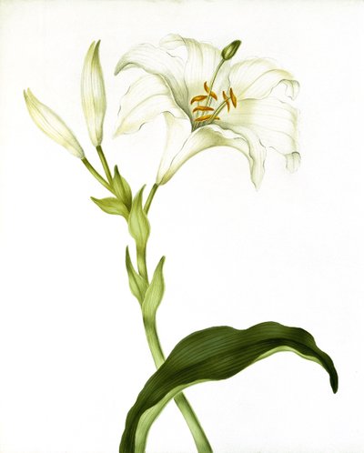 Lily by Martha Tuthill