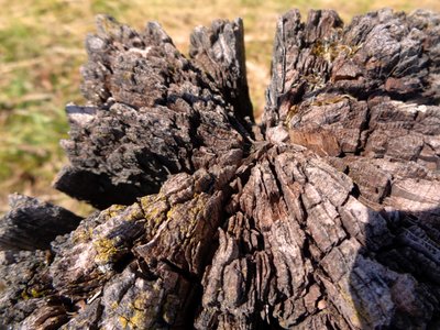 Wood by Martina Konitzky