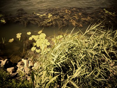 By the River by Martina Konitzky