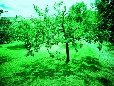 Apple Trees by Martina Konitzky