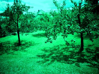 Apple Trees by Martina Konitzky