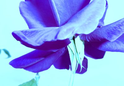 Blue Rose by Martina Konitzky