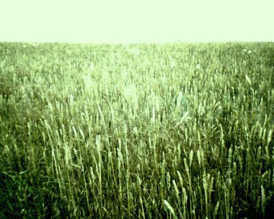 View of the Summer Field by Martina Konitzky