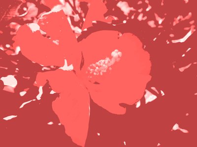 Blossom by Martina Konitzky