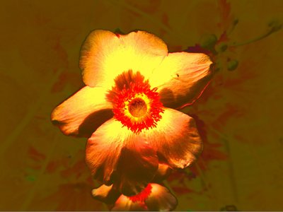 Flower by Martina Konitzky
