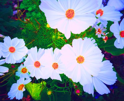 Flowers by Martina Konitzky