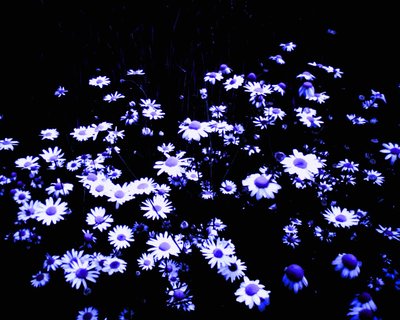 Flowers at the Edge of the Field by Martina Konitzky