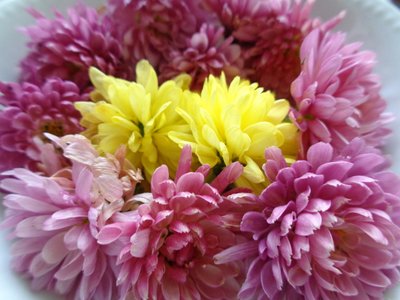 Chrysanthemum Blossoms by Martina Konitzky