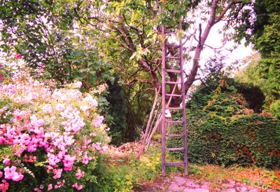 The Ladder at the Cherry Tree by Martina Konitzky