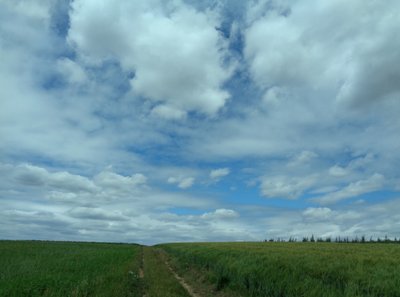 Fields in Summer by Martina Konitzky