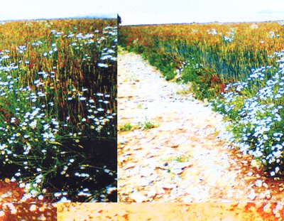 Field Path by Martina Konitzky