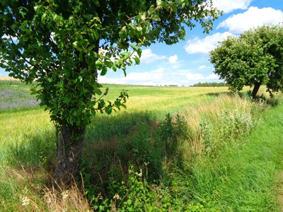 Field Path in Summer by Martina Konitzky