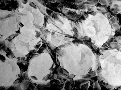 Flowers Black and White by Martina Konitzky
