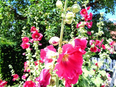 Garden in Summer by Martina Konitzky
