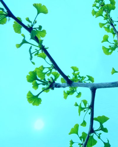 Ginkgo Turquoise by Martina Konitzky