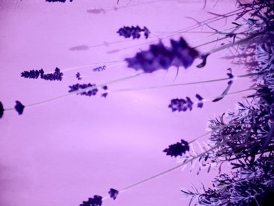 Lavender by Martina Konitzky