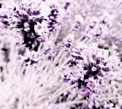 Lavender Purple Silver by Martina Konitzky