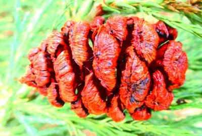Sequoia Fruit by Martina Konitzky