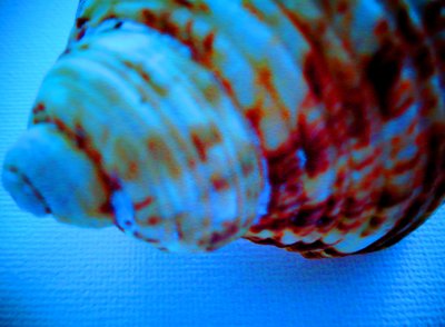 Shell by Martina Konitzky