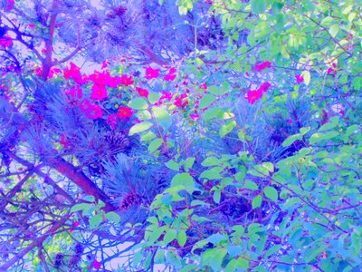 Plants by Martina Konitzky