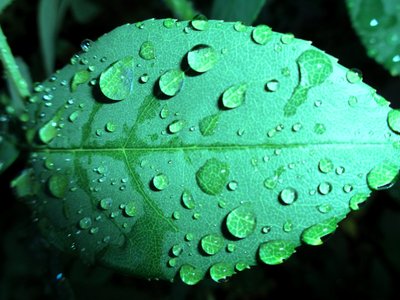 Raindrops by Martina Konitzky