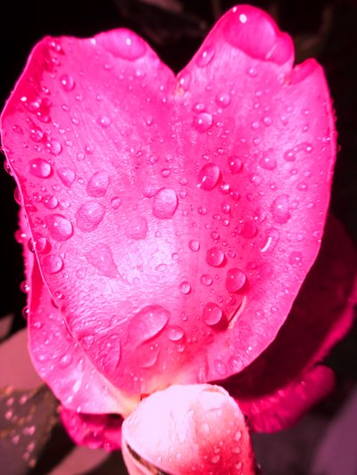 Raindrops by Martina Konitzky