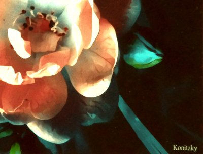 Rose by Martina Konitzky