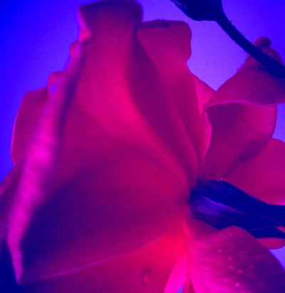 Rose by Martina Konitzky