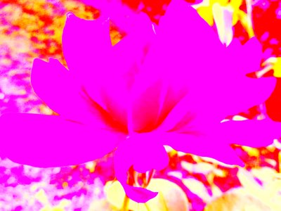 Rose Digital Art by Martina Konitzky