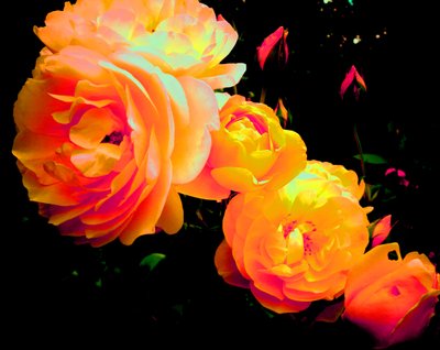 Rose Rainbow by Martina Konitzky