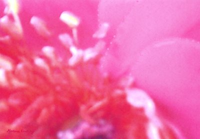 Rose Scent 1 by Martina Konitzky