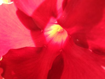 Red Blossom by Martina Konitzky