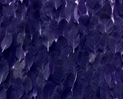 Sage by Martina Konitzky