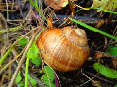 Digital Snail by Martina Konitzky