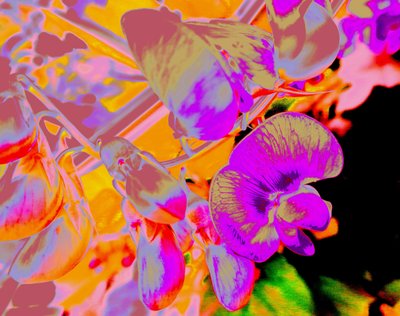 Summer Flowers by Martina Konitzky