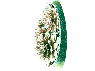 Succulents by Martina Konitzky