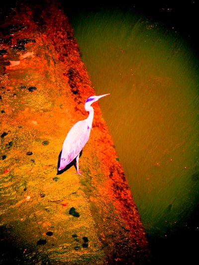Grey Heron by the River by Martina Konitzky