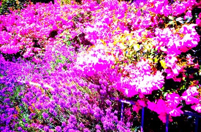Front Garden with Roses and Lavender by Martina Konitzky
