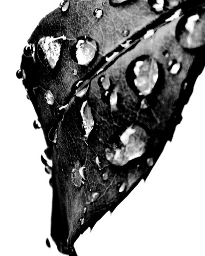 Water Drops Gray by Martina Konitzky