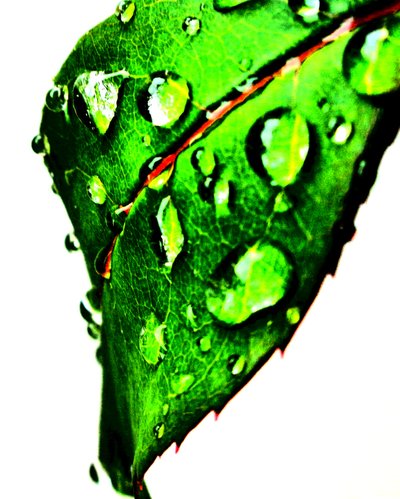 Water Drops Green by Martina Konitzky