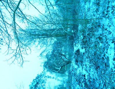 Winter Blue by Martina Konitzky