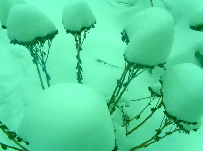 Winter Mint by Martina Konitzky