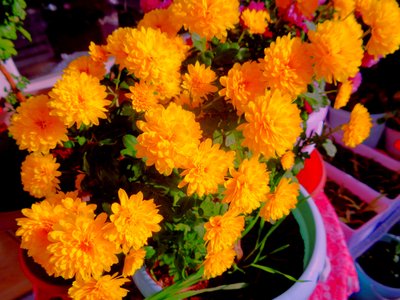 chrysanthemums1 by Martina Konitzky