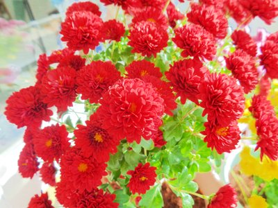 chrysanthemums3 by Martina Konitzky