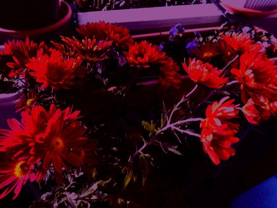 chrysanthemums4 by Martina Konitzky